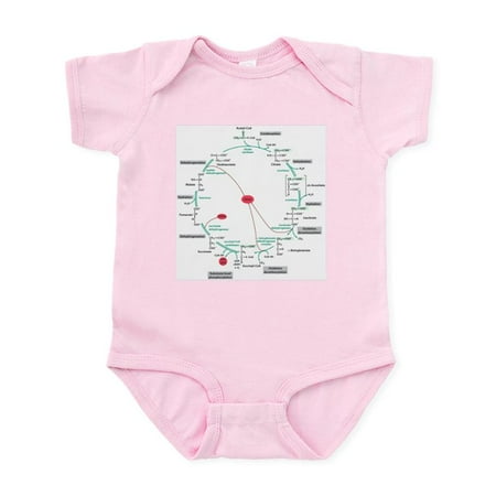 

CafePress - Kreb s Cycle Infant Bodysuit - Baby Light Bodysuit Size Newborn - 24 Months