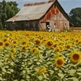 thumbnail image 5 of Chilfamy Sunflowers Trees Barn Pretty Shower Curtain Set with Hooks Bathroom Decor 100％ Polyester Fiber Eco-Friendly Sustainable Bathroom Shower Curtain for Bathroom Decoration Various Sizes 69x72, 5 of 7