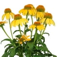 thumbnail image 3 of Expert Gardener 2.5QT Multicolor Echinacea Live Plant Grower Pot Sun, 3 of 3