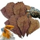 thumbnail image 1 of Hojas de Catappa (Almendro Indio) para Acuario: Reducen el PH y Purifican el Agua para Peceras, Estanques y Acuarios., 1 of 5