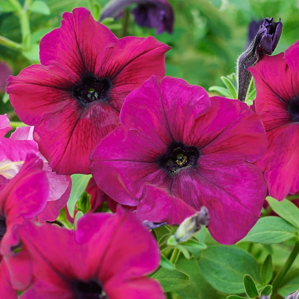 vionic petunia
