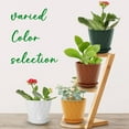 thumbnail image 5 of 6 inch Plant Pots, 5 Pack Flower Pots Outdoor Indoor, Planters with Drainage Holes and Tray Saucers（Multicolor）, 5 of 6