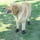 thumbnail image 4 of 4 juegos de botas para perros, zapatos para perros impermeables, botas para perros con suelas antideslizantes reforzadas por velcro reflectante y zapatos para perros al aire libre antideslizantes, 4 of 5