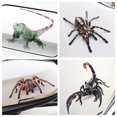 thumbnail image 4 of Walbest 1PC Scorpion Spider Lizard Car Sticker Scary Simulation Animal Bumper Door Decor Decal - 3D Personalized Car Stickers (Spider), 4 of 7