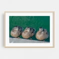 thumbnail image 2 of Three Ducks in a Row, Senate Reflecting Pool, Washington DC - Washington District of Columbia Photography Wildlife Bird Animal Lake Nature Water Scenic Unframed Wall Art Print 16 x 24 inches, 2 of 7