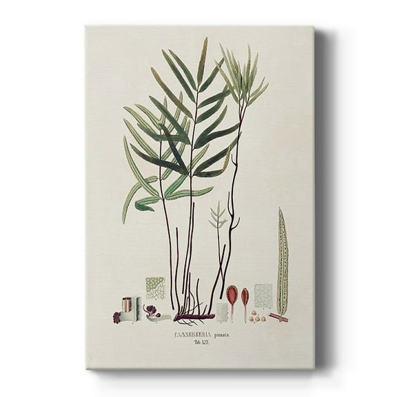 Botanical Society Ferns XI Premium Gallery Wrapped Canvas - Ready to Hang
