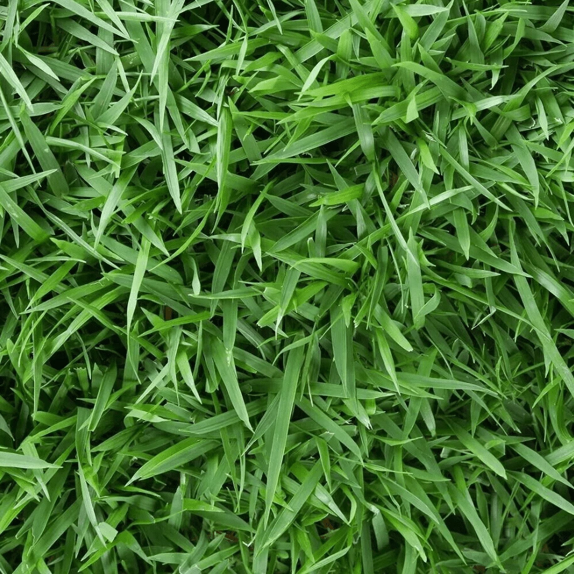 5.000 Emerald Zoysia Grass Seeds for Lawn, Zoysia Japonica Seeds Ornamental Grass Seed