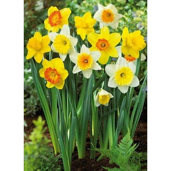 15 Mix Color Daffodils Bulbs Trumpet and Cupped Mixture - Set of 15 Large Fresh Bulbs