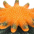 thumbnail image 2 of 2pcs Simulation Starfish Model Stress Anxiety Relief Educational Children Kids Starfish Model, 2 of 4