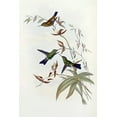 thumbnail image 2 of Glover, John 13x18 White Modern Wood Framed Museum Art Print Titled - Family of Hummingbirds, 2 of 4