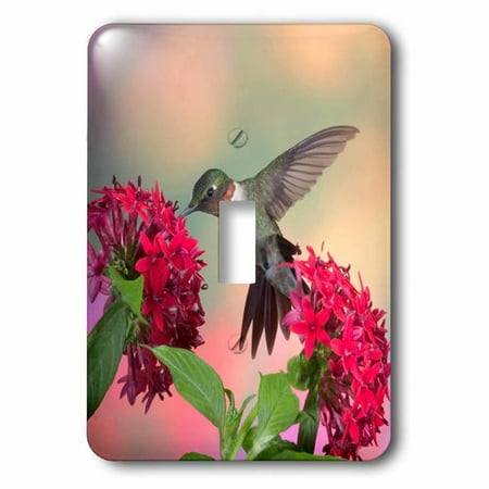 Illinois Singlet - 3dRose Ruby-throated Hummingbird on Red Pentas. Marion, Illinois, USA., Single Toggle Switch