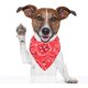 thumbnail image 3 of Fashion Dogs Bandana Bufandas ajustables para cachorros, perros pequeños y gatos (rojo) ER, 3 of 3