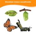 thumbnail image 4 of Naturaleza Mariposa Crecimiento Educación Aprendizaje Enseñanza Juguetes, 4 of 9