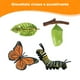 thumbnail image 5 of Juego de crecimiento de insectos para niños,Ayudas para la enseñanza del ciclo de crecimiento animal,Juguete educativo temprano,Ayudas para la enseñanza de la naturaleza,Proceso de, 5 of 9