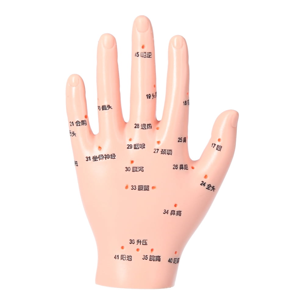 Ccdes Acupuncture Hand Model Accurate Acupoint Teaching Hand Model for ...