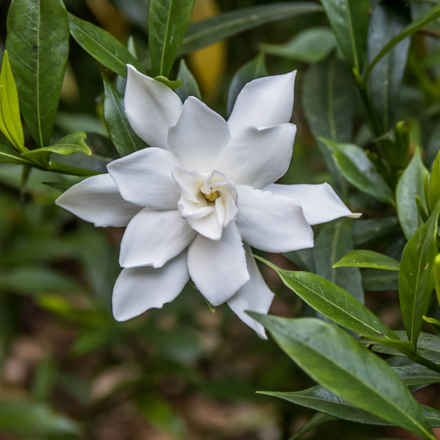 Expert Gardener Radicans Gardenia Live Shrub, 2.5 qt Grower Pot, White Blooms