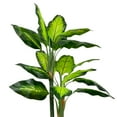 thumbnail image 3 of Northlight Wide Leaf Artificial Dieffenbachia Potted Plant - 51", 3 of 9