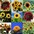 thumbnail image 4 of Whataatahia 25pcs Semillas de Girasol Hogar Jardín Balcón Decoración Aceite Girasol Semillas de Aves, 4 of 7