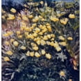 thumbnail image 2 of Stalus, Judy 26x27 White Modern Wood Framed Museum Art Print Titled - Buttercups, 2 of 4