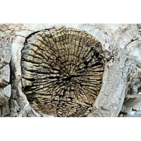 Wood Grained Cross - LAMINATED POSTER Wood Road Tribe Log Cross Section Grain Poster Print 24 x 36