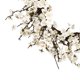 thumbnail image 2 of Nearly Natural 4191 Corona De Flor De Ciruelo Blanca De 24"", 2 of 4