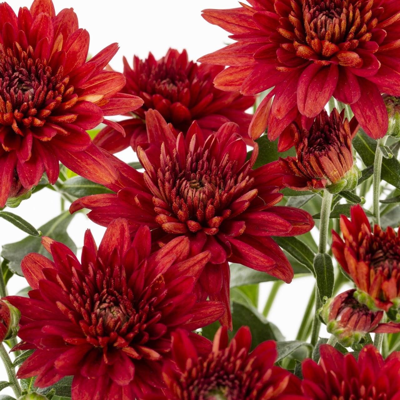 Expert Gardener Pint Red Garden Chrysanthemum Plant Sun
