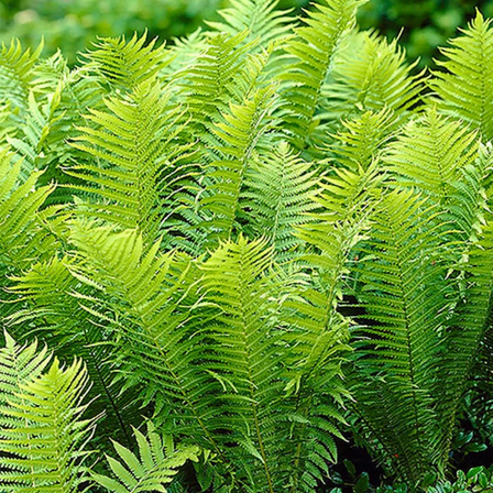 6 Horsetail (Equisetum) Live Plant Cuttings - Easy Aquatic & Bog Feature Plant