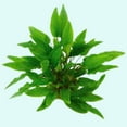 thumbnail image 5 of Cryptocoryne Wendtii Green Bare Root Small Live Aquarium Plants BUY2 GET1 FREE, 5 of 12