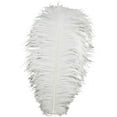 thumbnail image 3 of ZUCKER Ostrich Feathers - Drabs Selected - 17" -12PCS - Natural, 3 of 5