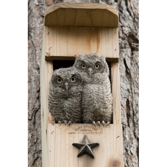 Owl House nesting box screech owl bird house cedar - Veteran Made