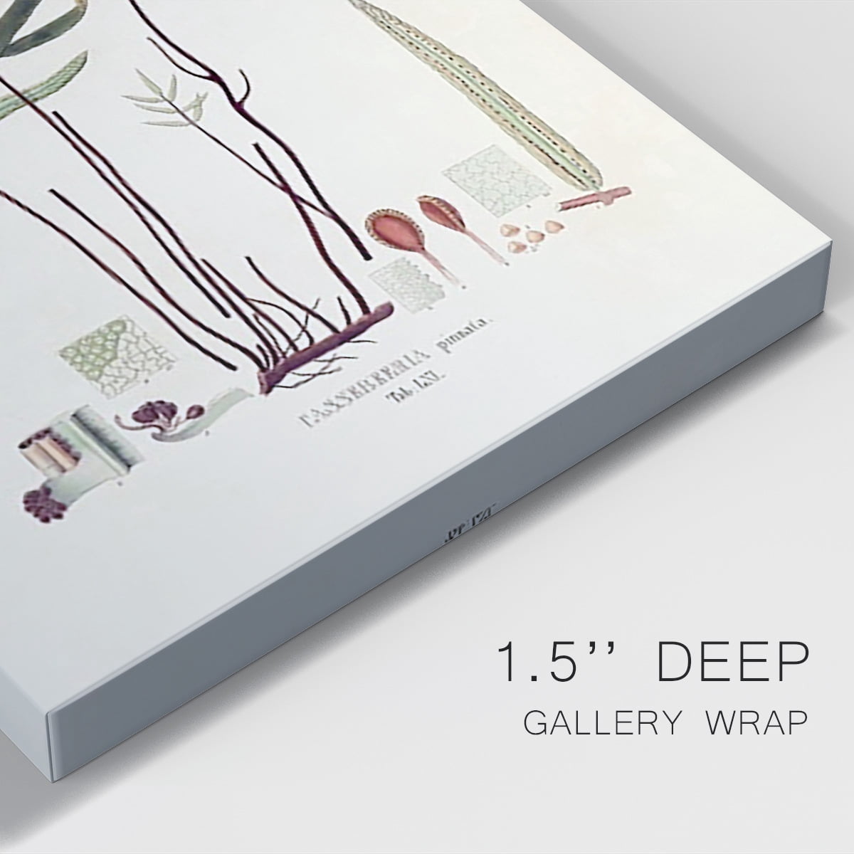 Botanical Society Ferns XI Premium Gallery Wrapped Canvas - Ready to Hang