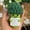 1pc, variant on Woolen Knitting Pendant Broccoli Cute Funny Doll, High Quality Plush Stuffed Toy With Pp Cotton Filling, Soft Pillow Decor For ren & Game Enthusiasts, Ideal Gift For