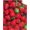 Strawberry Food Funny, variant on Peanut Blanket Funny Food Throw Blanket for Sofa Chairs Bed, Good Blanket Gift, Lightweight Soft and Cozy 50" x 40" for Kid