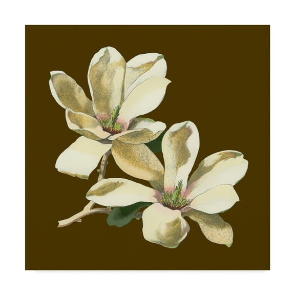 Trademark Fine Art 'Magnolia on Taupe II' Canvas Art by Unknown