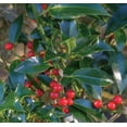 thumbnail image 5 of 1 gal. Live Shrub Holly Pyramidalis, 5 of 9