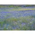 thumbnail image 2 of Gulin, Sylvia 14x12 White Modern Wood Framed Museum Art Print Titled - USA-Washington State-Palouse blue bachelor buttons in large field near Winona, 2 of 4