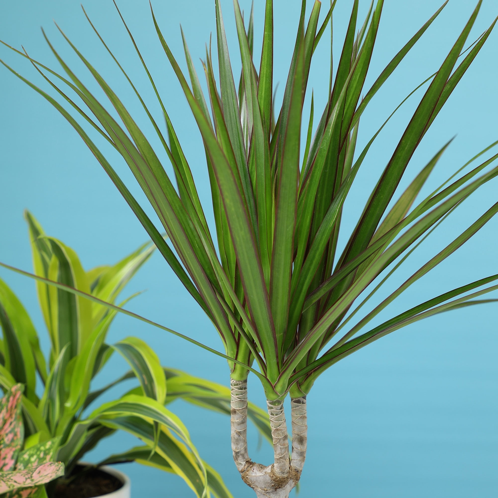 Element Dragon Tree Dracaena Marginata in 6" White Decor Pot (Approx 15" Tall) Live Plant
