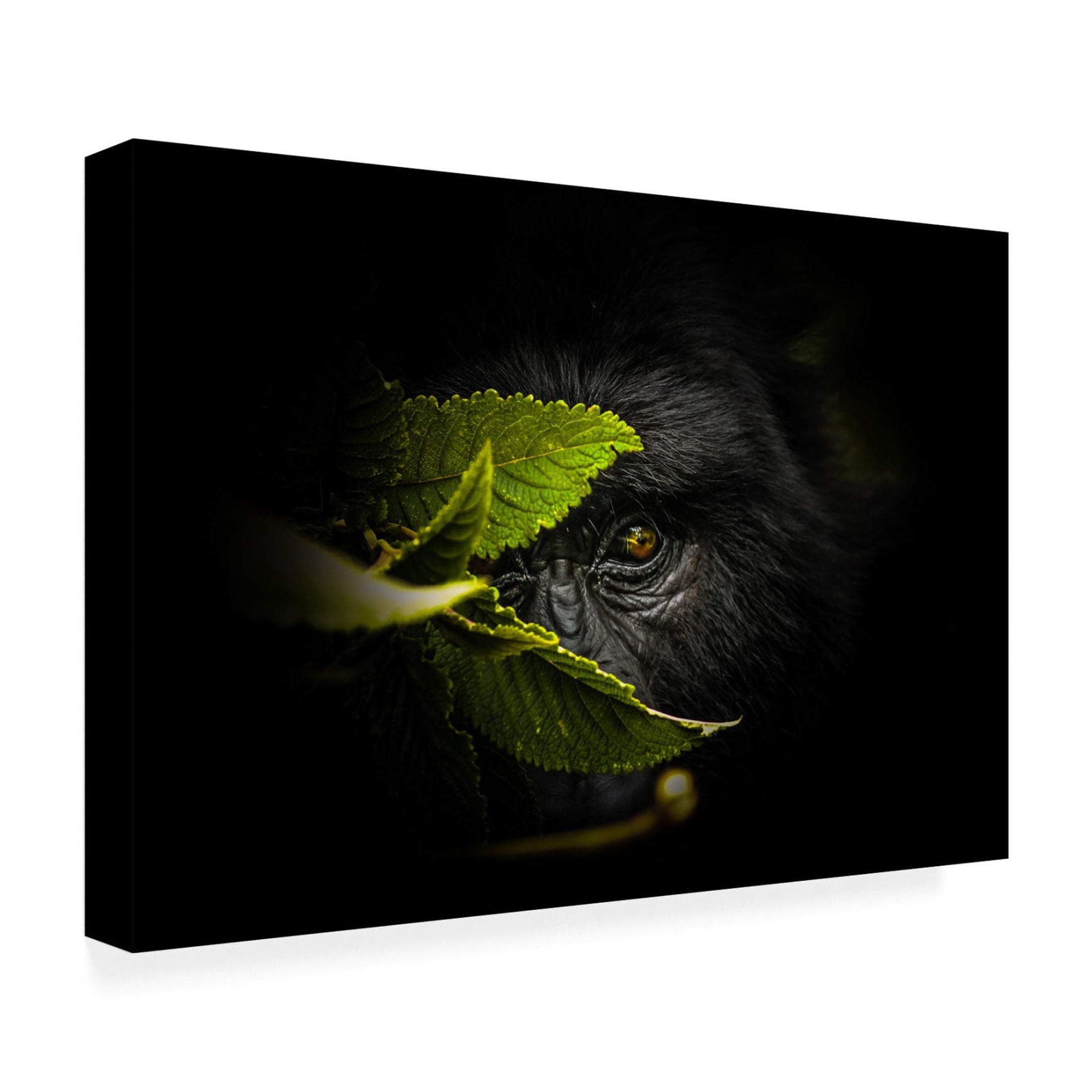 Canvas Wall Art - Manginiphotography 'Keeping Secrets' Wall Art for Living Room, Bedroom, or Office Décor by Trademark Fine Art - 47 x 30 Inches