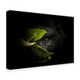 thumbnail image 4 of Canvas Wall Art - Manginiphotography 'Keeping Secrets' Wall Art for Living Room, Bedroom, or Office Décor by Trademark Fine Art - 47 x 30 Inches, 4 of 4