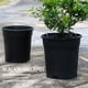 thumbnail image 3 of Macetas de galón negras de plástico Cateissary 5 piezas Jardín y Patio calibre 16, 3 of 6