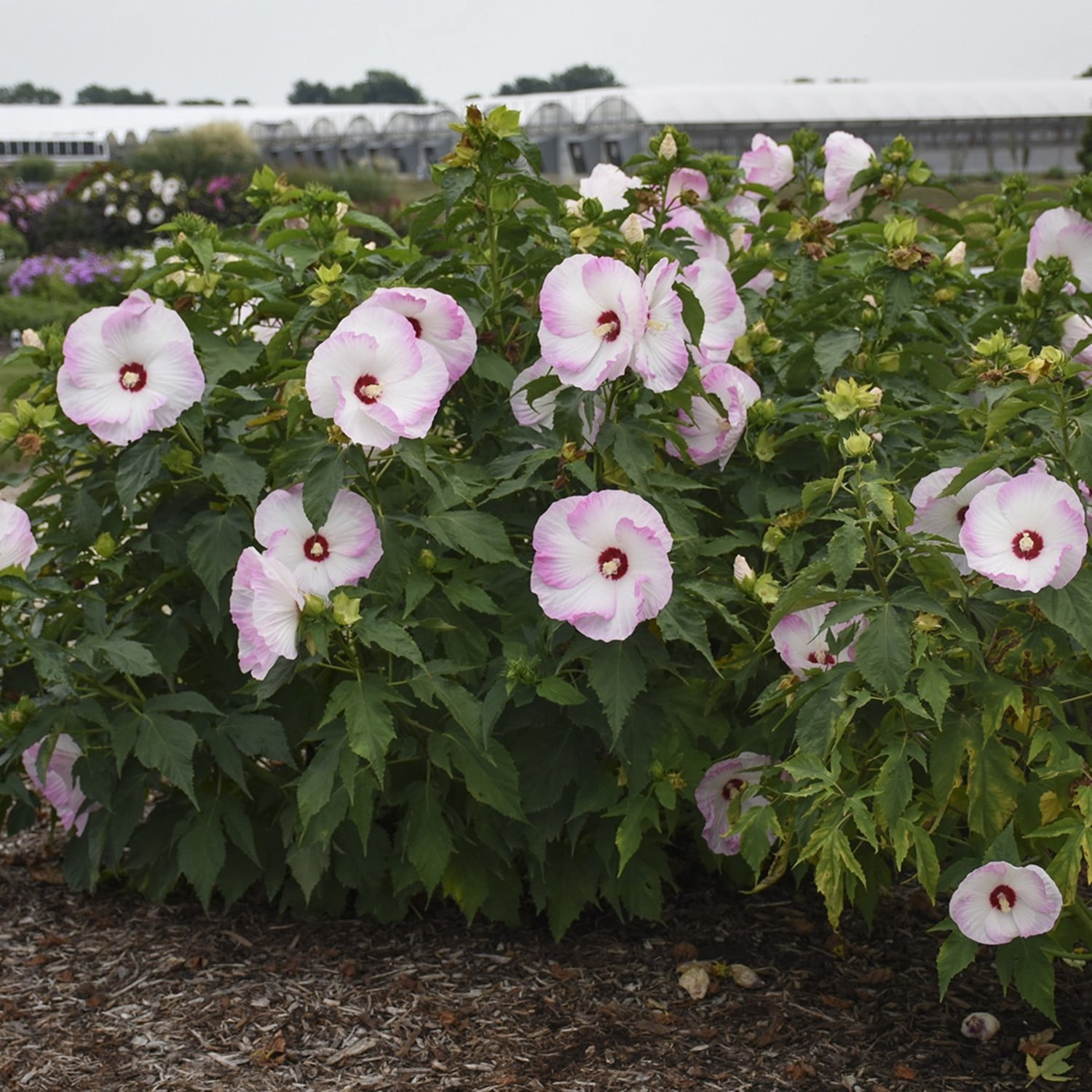 Proven Winners 18" White Summerific 'Ballet Slippers' Rose Mallow Live Plant in 8.88" Pot
