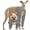 Gray, variant on Kuoser Dog Recovery Suit, Surgery Suit for Front Legs, Dog Anti-Lick Wounds Sleeves, Green, M