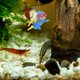 thumbnail image 4 of KAKOWELY 2Ud Adornos Flotantes De Buceador Para Acuario Y Para Ambiente Acuático, 4 of 8