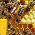 thumbnail image 4 of Beekeeping Rearing Cup Kit Set Queen Cage Queen Bee Rearing Cages Suitable for Beekeepers to Better Use Queen Bee for Breeding (14 Pieces, Yellow), 4 of 5