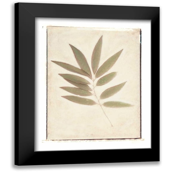 Melious, Amy 12x14 Black Modern Framed Museum Art Print Titled - Bay Leaves