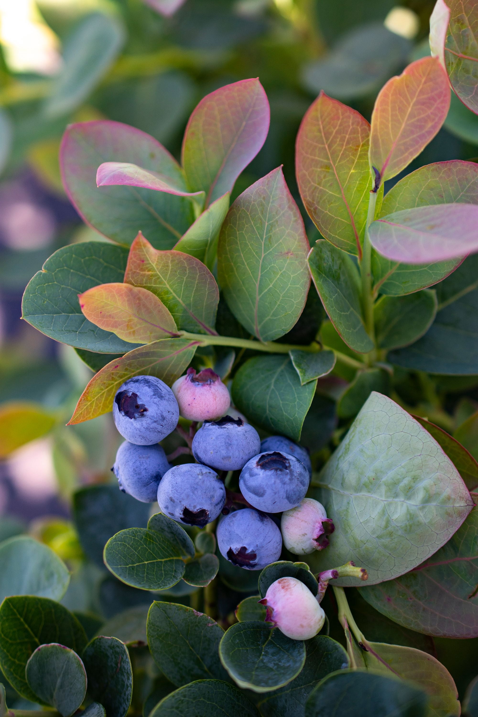 5.5 in. Bushel and Berry® Silver Dollar Blueberry Live Shrub Full Sun- 1 Piece