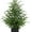 1PCS, variant on 1 Pack 24" Artificial Norfolk Pine Potted Trees – Realistic Faux Christmas Greenery for Tabletop, Mantel, Entryway & Holiday or Year-Round Home Décor