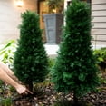 thumbnail image 6 of Nearly Natural Artificial Cedar Plants with Stakes - 3' - Green - Set of 2, 6 of 9