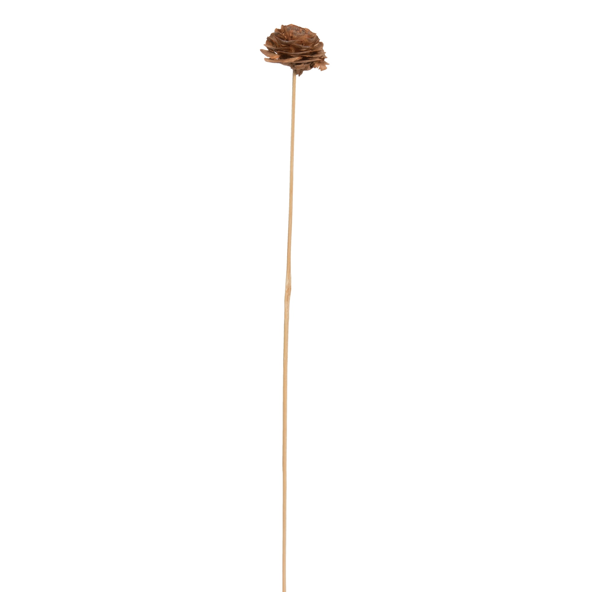 Vickerman Natural Botanicals 1.3"-1.75" Cedar Rose, Natural on Stem. Includes 50 pieces per polybag.