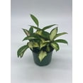 thumbnail image 4 of Variegated Hoya Exotica, Krimson Princess, Tricolor Crimson, Very Rare Limited Live Plant, in 4 inch Pot, 4 of 8